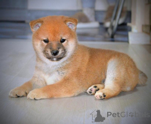 Photo №2 de l'annonce № 156575 de la vente shiba - acheter à Serbie éleveur