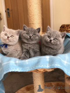 Photo №1. british shorthair - à vendre en ville de Birkirkara | 339€ | Annonce № 171071