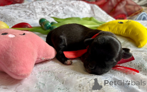 Photo №1. bichon havanais - à vendre en ville de Pogórze | 941€ | Annonce №143662