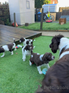 Photo №2 de l'annonce № 149698 de la vente springer anglais - acheter à Allemagne annonce privée