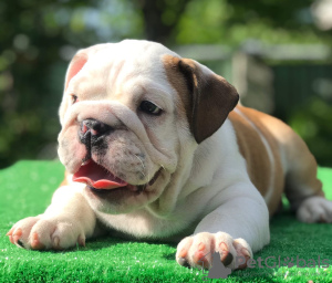 Photo №3. chiots bouledogue anglais. Biélorussie