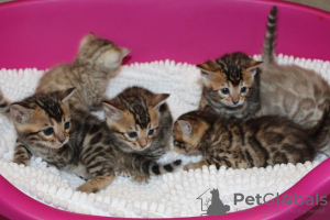 Photo №3. Chatons Bengal Cats vaccinés disponibles maintenant pour les foyers aimants. Espagne