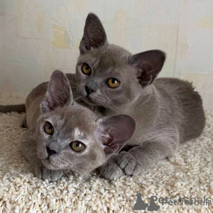 Photo №1. burmese - à vendre en ville de Ville de Londres | négocié | Annonce № 171136