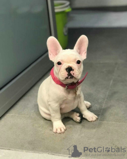 Photo №1. bouledogue - à vendre en ville de Bremen | 360€ | Annonce №127359