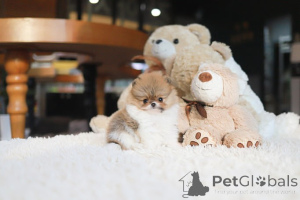 Photo №1. spitz nain - à vendre en ville de Tennessee City | négocié | Annonce №155002