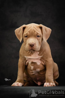 Photo №2 de l'annonce № 74760 de la vente american bully - acheter à Serbie 