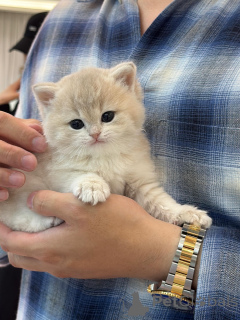 Photo №1. british shorthair - à vendre en ville de Berlin | négocié | Annonce № 175113