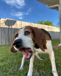 Photo №3. Rencontrez Hudson, l'explorateur aquatique ludique avec un cœur aussi gros que. Belgique