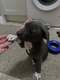 Photo №3. Charmant Staffordshire Bull Terrier Intelligent et Aimant. France