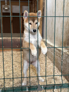 Photo №3. Chiots shiba inu des meilleurs parents. Serbie
