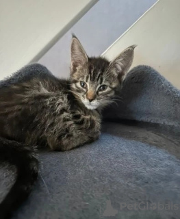 Photo №4. Je vais vendre cornish rex en ville de Melton. éleveur - prix - Gratuit