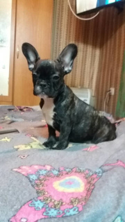 Photo №4. Je vais vendre bouledogue en ville de Хмельницкий. annonce privée - prix - 188€