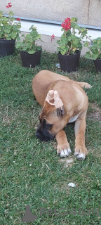 Photos supplémentaires: Chiots cane corso à vendre