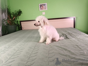 Photo №3. Caniche naine. Estonie