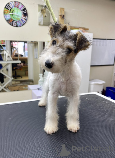 Photo №4. Je vais vendre chien bâtard en ville de Chicago. éleveur - prix - 531€