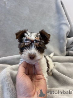 Photo №3. Biewer Yorkshire Terrier Registriert. Allemagne