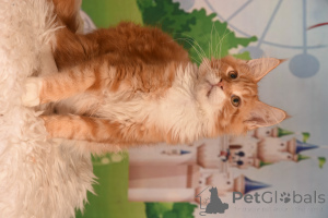 Photo №3. vladi. Israël