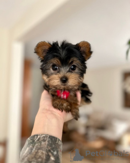 Photo №2 de l'annonce № 133406 de la vente yorkshire terrier - acheter à USA 