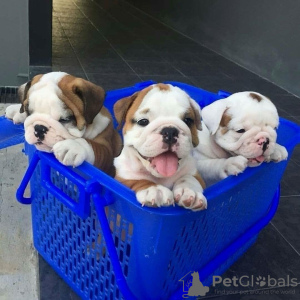 Photo №1. bulldog anglais - à vendre en ville de Tallinn | négocié | Annonce №124641