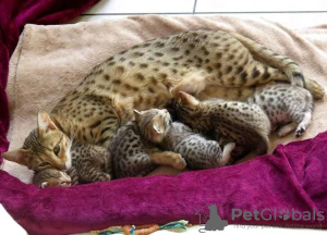 Photos supplémentaires: Chatons sous licence Savannah F1,F2,F3,F4,F5 disponibles