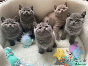 Photo №1. british shorthair - à vendre en ville de Helsinki | 250€ | Annonce № 154761