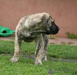 Photo №3. Chiots Dogue des Canaries. La Lettonie