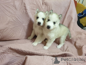 Photo №2 de l'annonce № 11173 de la vente husky de sibérie - acheter à Ukraine annonce privée