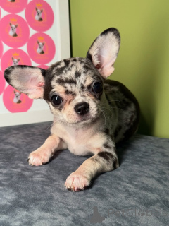 Photo №3. Chiots Chihuahua Sunrise pour adoption et relogement, contactez WhatsApp. La finlande