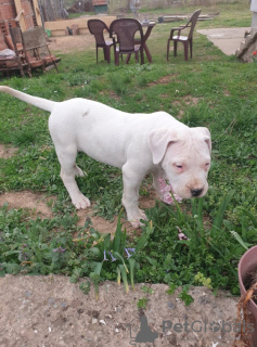 Photos supplémentaires: chiots dogue argentin