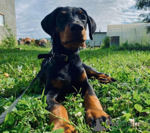 Photo №1. dobermann - à vendre en ville de Лимонта | Gratuit | Annonce №68695