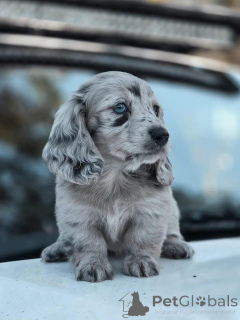 Photo №2 de l'annonce № 163516 de la vente  - acheter à Australie 