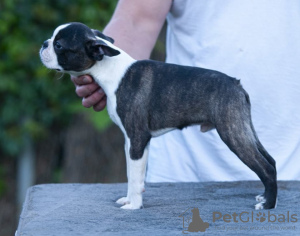 Photos supplémentaires: Boston Terrier Beaux chiots à vendre