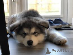 Photo №3. Chiots malamute de l'Alaska. La Grande-Bretagne