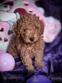 Photos supplémentaires: Chiots caniches jouets