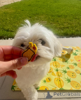 Photo №1. bichon maltais - à vendre en ville de Alavus | 650€ | Annonce №169371