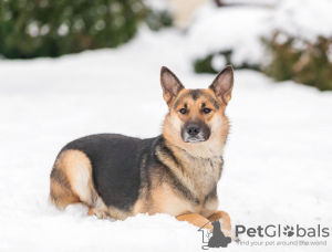 Photo №1. chien bâtard - à vendre en ville de Москва | Gratuit | Annonce №30293