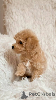 Photo №3. Maltipoos intelligents, sociaux et absolument adorables à vendre. Allemagne