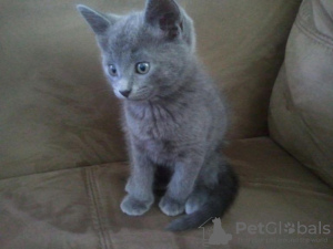 Photo №1. british shorthair - à vendre en ville de Sexdrega | Gratuit | Annonce № 126336