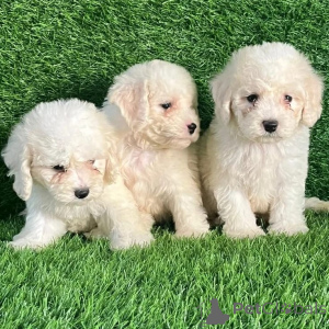 Photo №1. bichon à poil frisé - à vendre en ville de Luxembourg | négocié | Annonce №178071