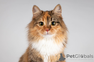 Photo №2 de l'annonce № 166043 de la vente  - acheter à Fédération de Russie de l'abri