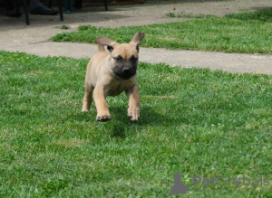 Photos supplémentaires: Chiots Boerboel (Mâtin sud-africain)