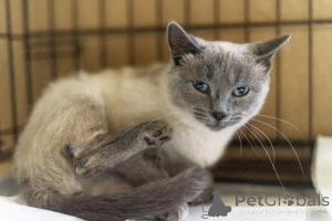 Photo №4. Je vais vendre  en ville de Khimki. de l'abri - prix - Gratuit