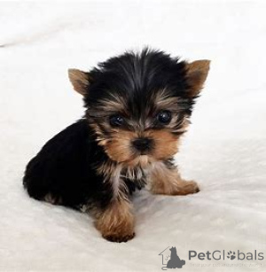 Photo №2 de l'annonce № 165560 de la vente yorkshire terrier - acheter à La Grande-Bretagne annonce privée, éleveur