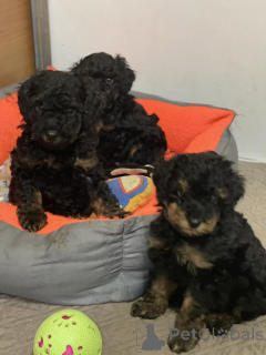 Photo №2 de l'annonce № 138403 de la vente caniche (jouet) - acheter à Serbie 