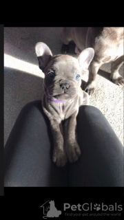 Photo №4. Je vais vendre bouledogue en ville de Dover. annonce privée, éleveur - prix - 450€