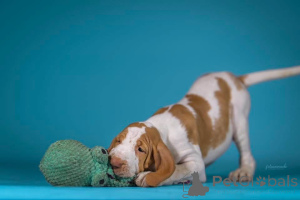 Photo №3. Chiot Bracco Italiano. Pologne