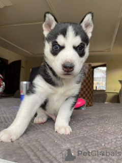 Photo №1. husky de sibérie - à vendre en ville de Quinto | Gratuit | Annonce №129164