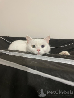 Photo №3. Van British Van Hybrid.. Turquie