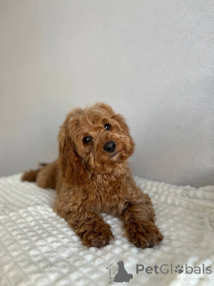 Photo №4. Je vais vendre chien bâtard en ville de Amsterdam. éleveur - prix - négocié