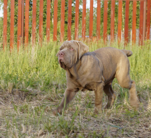 Photos supplémentaires: Kennel & quot; Alario Style & quot; présente les chiots du Mastiff